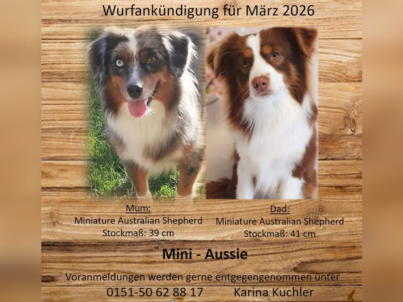 Wurfankündigung Mini Aussie mit Papieren (Miniature Australian Shepherd)