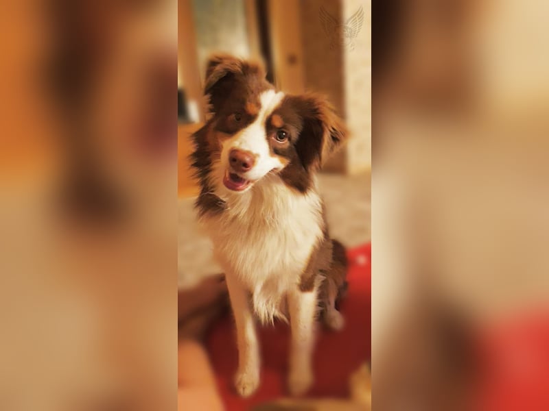 Mini Aussie mit Papieren (Miniature Australian Shepherd)