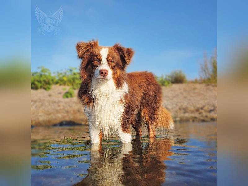 Wurfankündigung Mini Aussie mit Papieren (Miniature Australian Shepherd)