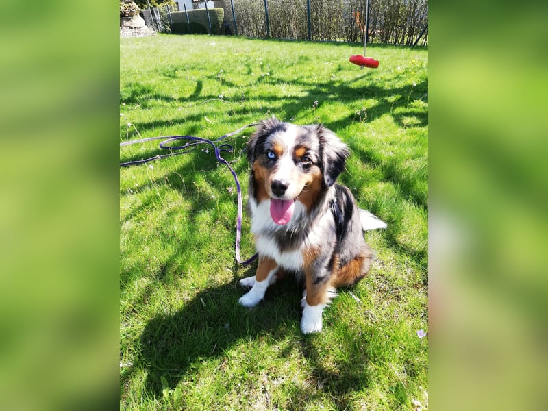 Wurfankündigung Mini Aussie mit Papieren (Miniature Australian Shepherd)