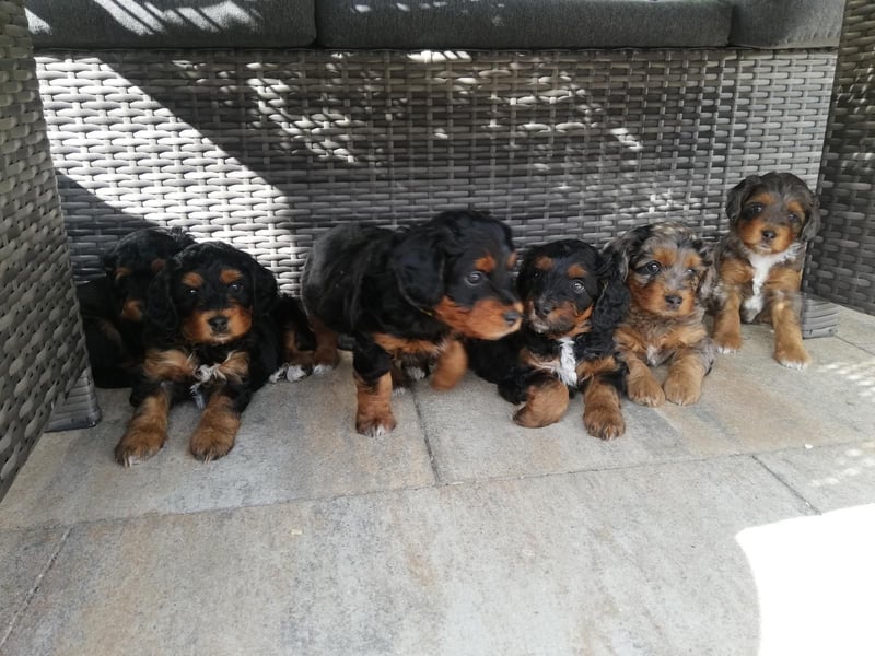 Wurfankündigung Mini Aussie mit Papieren (Miniature Australian Shepherd)