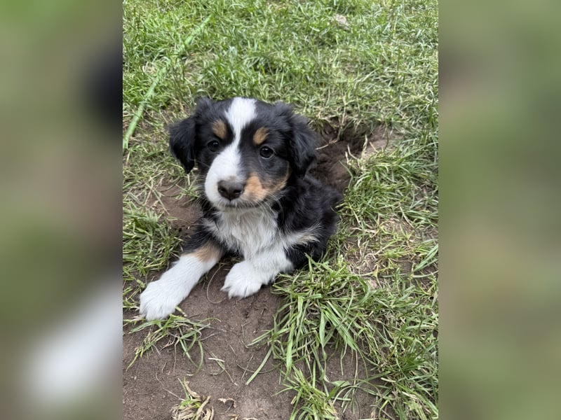 Mini Australien Shepherd Welpen suchen Traumzuhause
