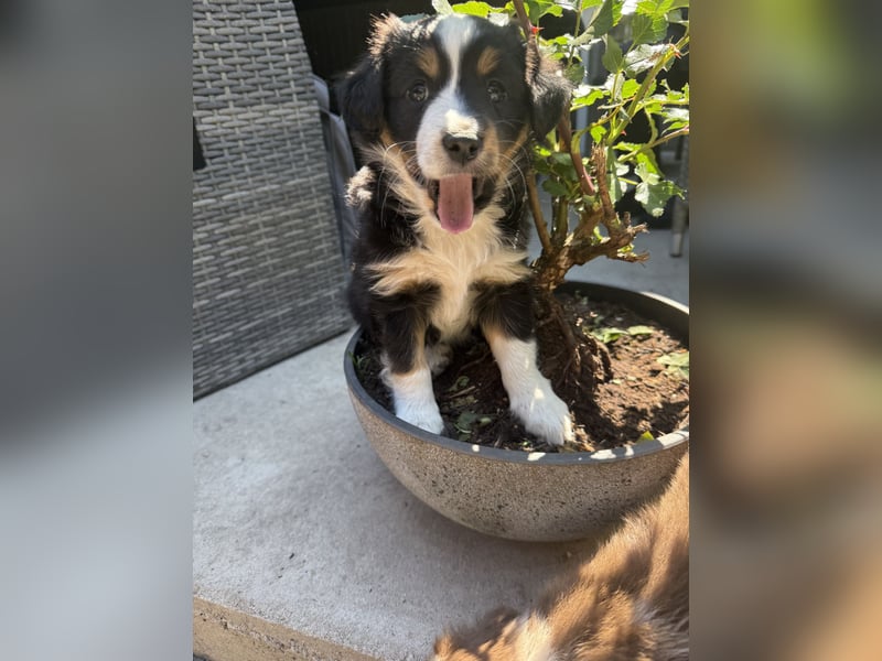 Mini Australien Shepherd Welpen suchen Traumzuhause