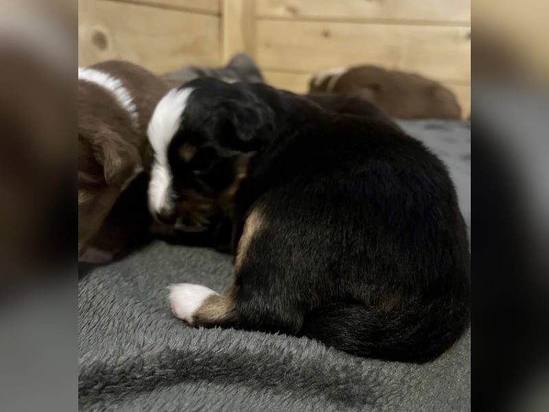 Mini Australien Shepherd Welpen suchen Traumzuhause