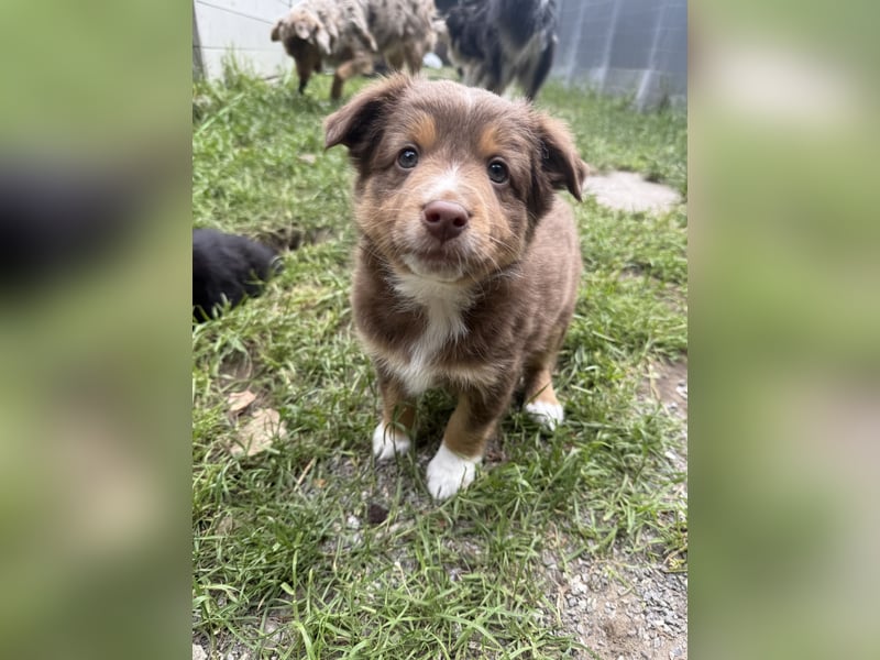 Mini Australien Shepherd Welpen suchen Traumzuhause