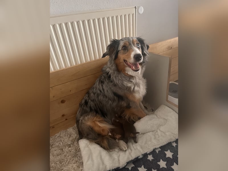 Mini Australien Shepherd Welpen suchen Traumzuhause