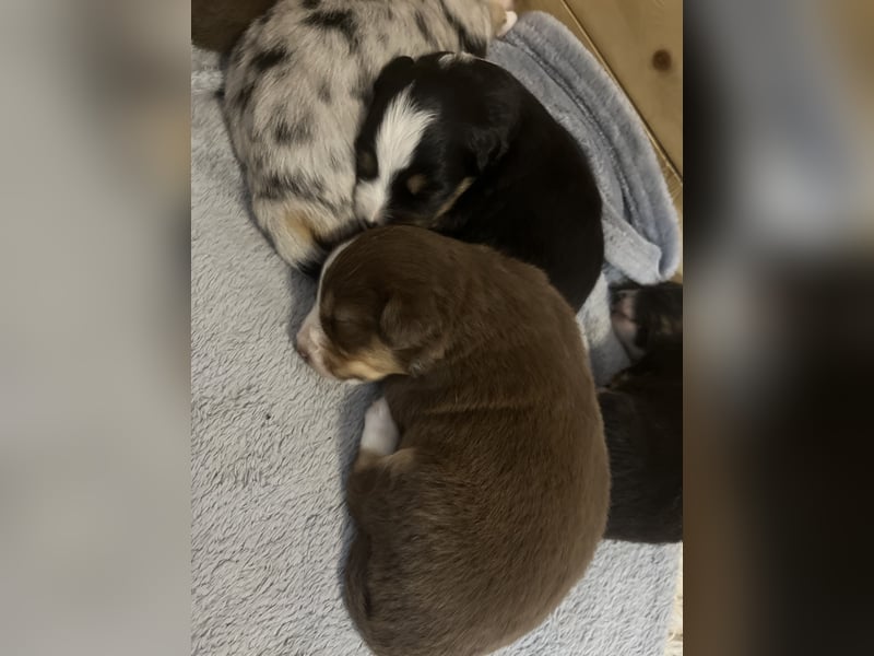 Mini Australien Shepherd Welpen suchen Traumzuhause