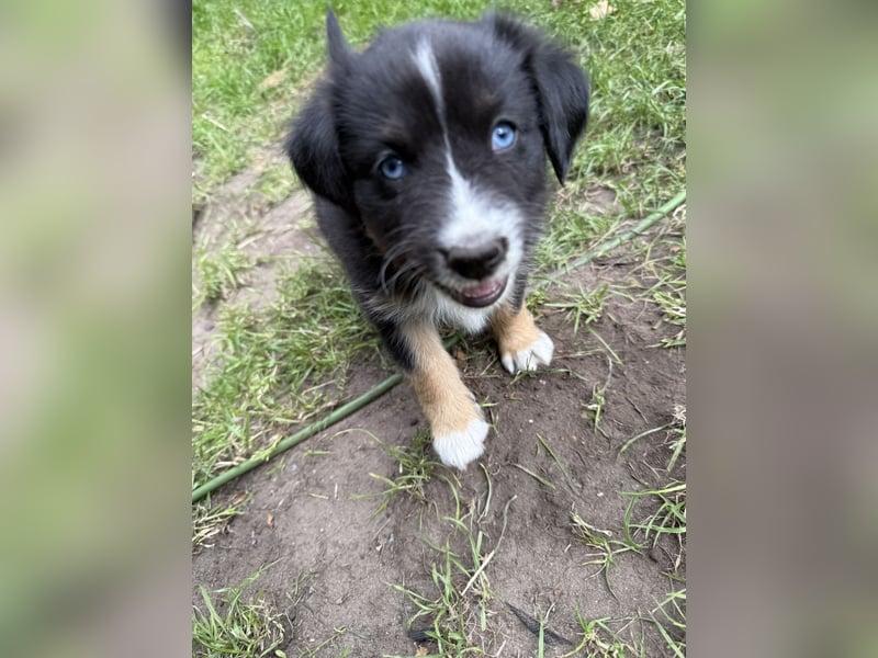 Mini Australien Shepherd Welpen suchen Traumzuhause