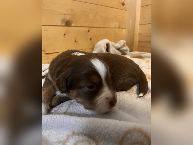 Mini Australien Shepherd Welpen suchen Traumzuhause