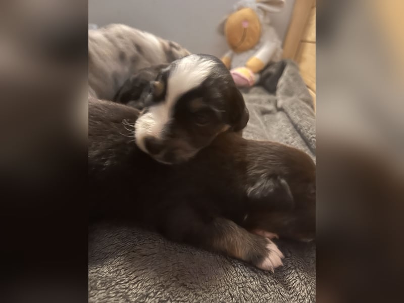 Mini Australien Shepherd Welpen suchen Traumzuhause