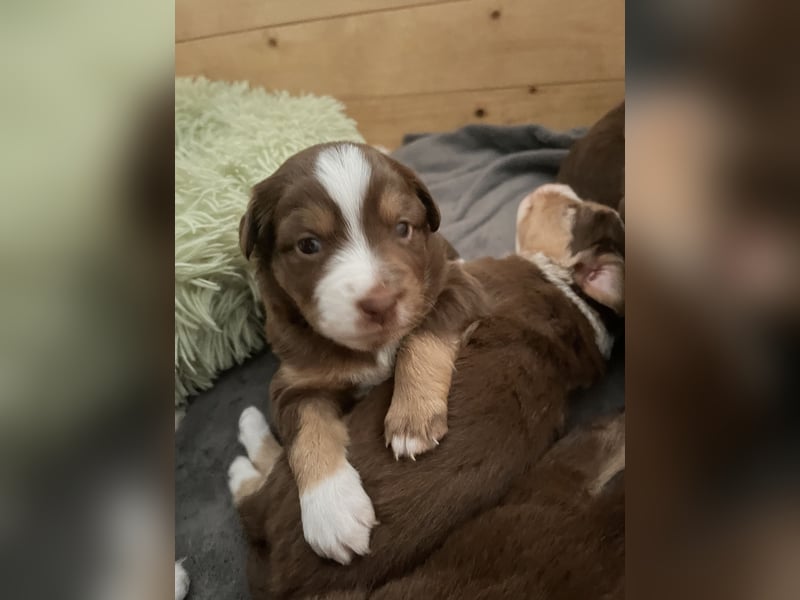 Mini Australien Shepherd Welpen suchen Traumzuhause
