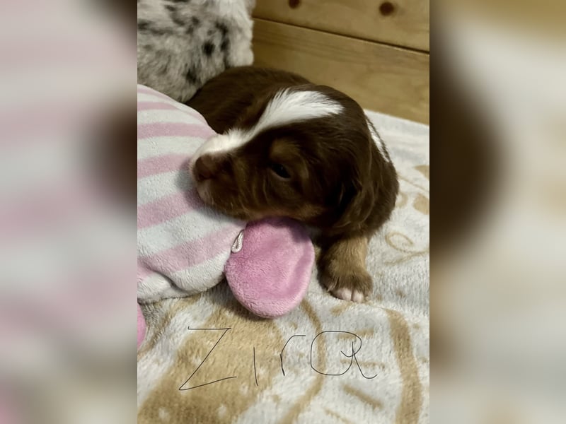 Mini Australien Shepherd Welpen suchen Traumzuhause