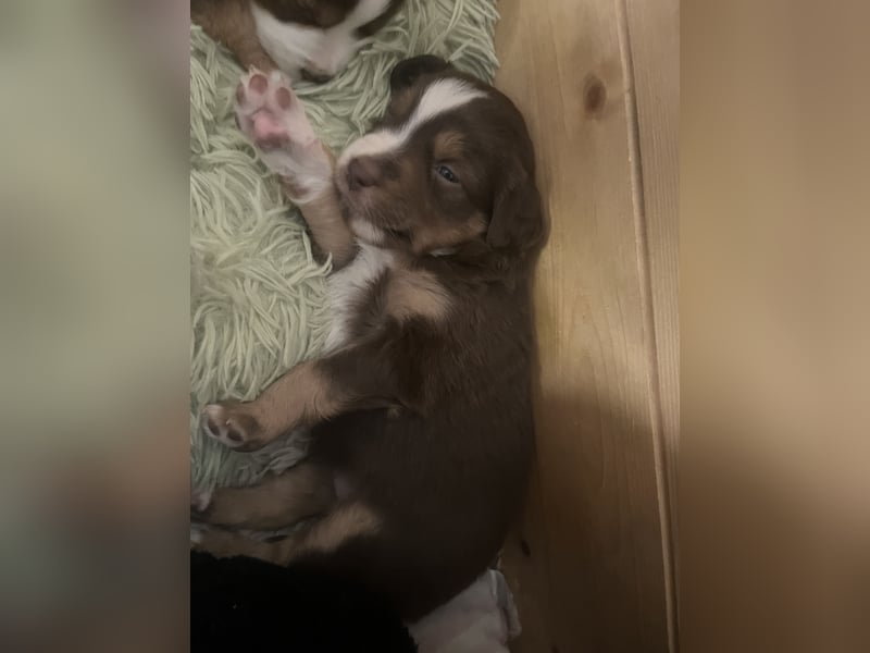 Mini Australien Shepherd Welpen suchen Traumzuhause
