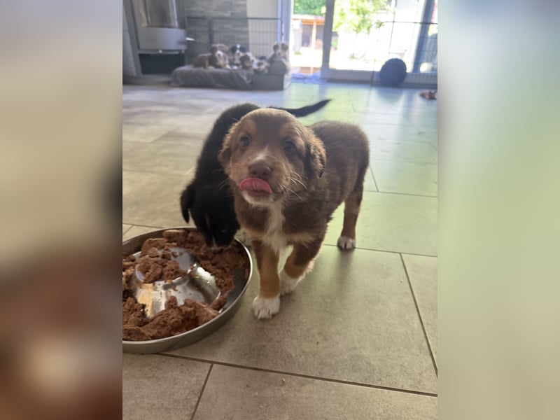 Mini Australien Shepherd Welpen suchen Traumzuhause