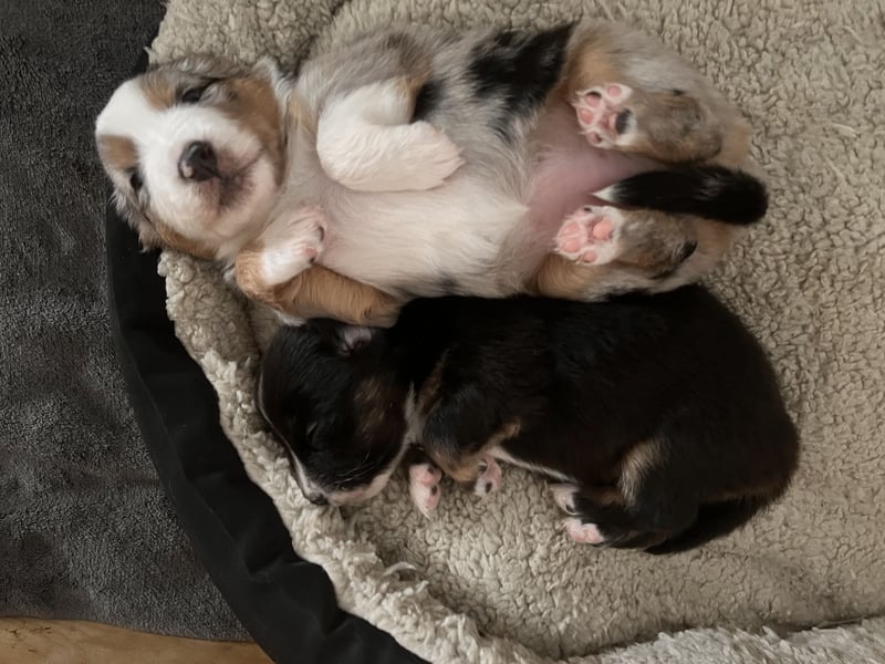 Mini Australien Shepherd Welpen suchen Traumzuhause