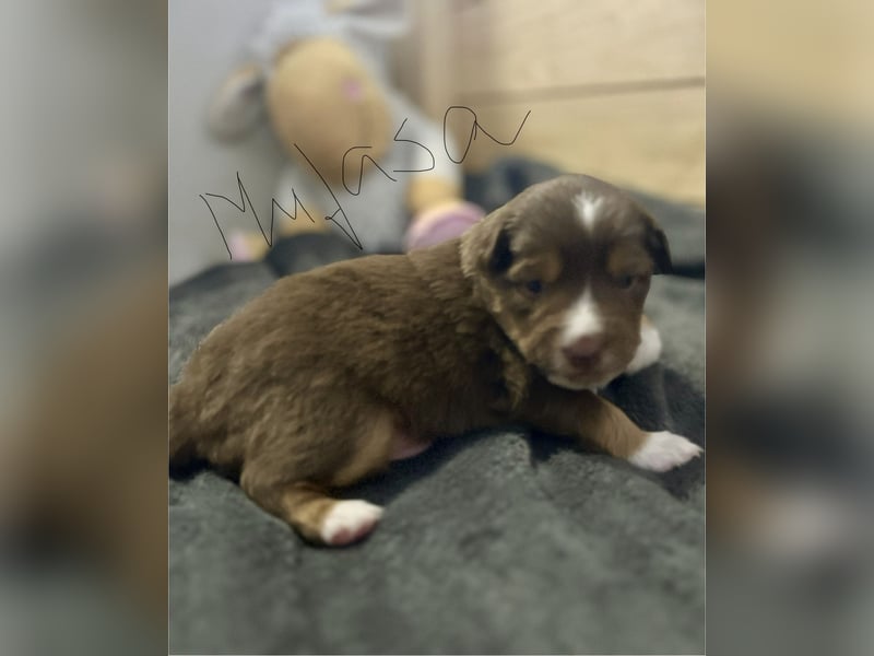 Mini Australien Shepherd Welpen suchen Traumzuhause