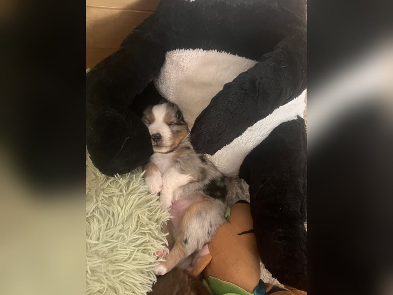 Mini Australien Shepherd Welpen suchen Traumzuhause