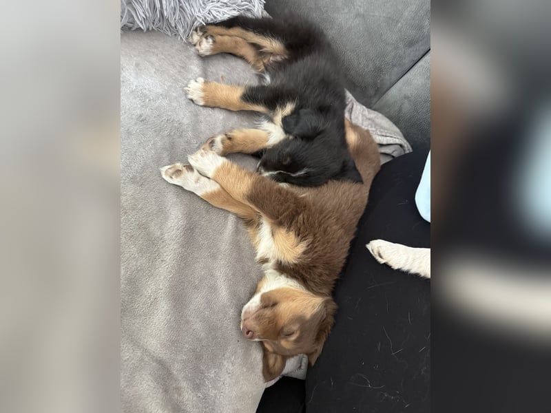 Mini Australien Shepherd Welpen suchen Traumzuhause