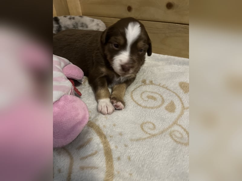 Mini Australien Shepherd Welpen suchen Traumzuhause