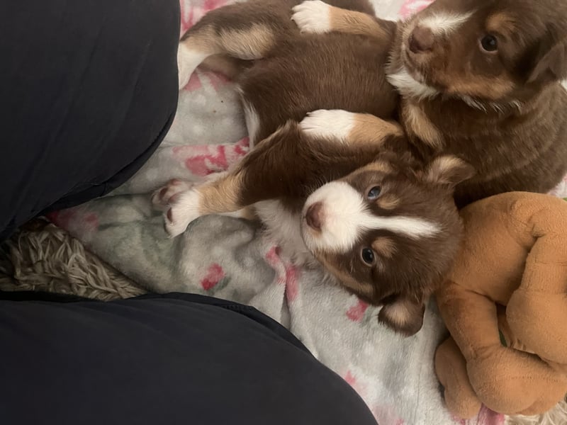 Mini Australien Shepherd Welpen suchen Traumzuhause