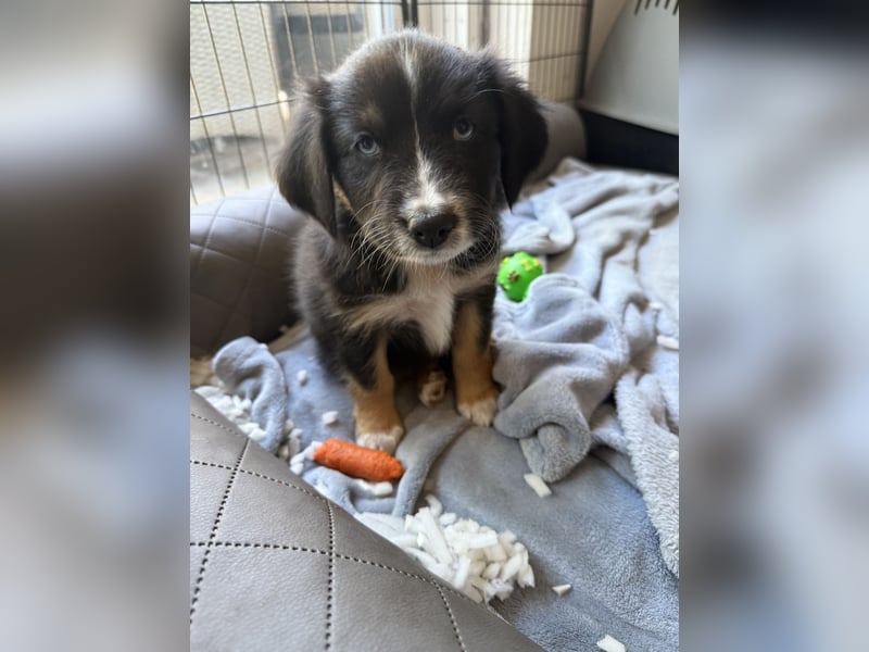 Mini Australien Shepherd Welpen suchen Traumzuhause