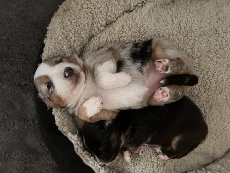 Mini Australien Shepherd Welpen suchen Traumzuhause