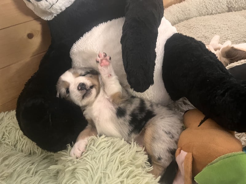 Mini Australien Shepherd Welpen suchen Traumzuhause