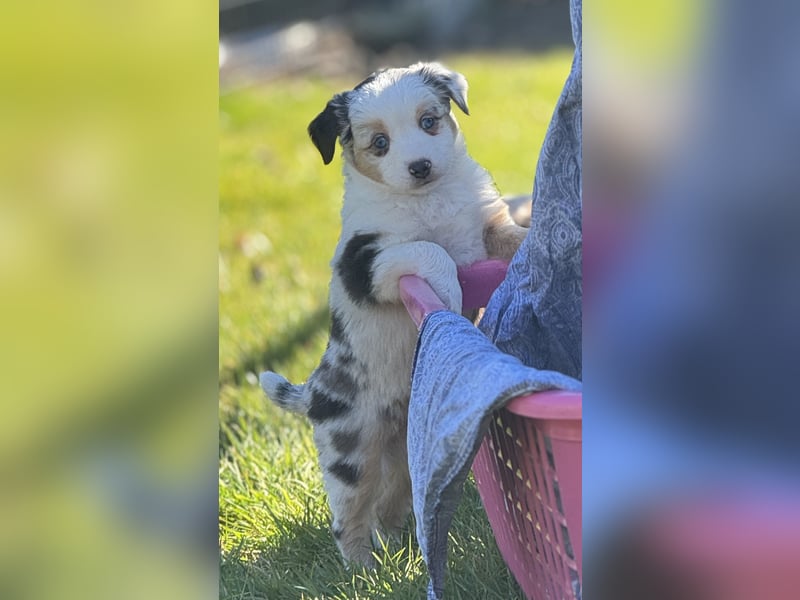 Toy/Mini Aussie Hündin in Blue Merle mit Stammbaum