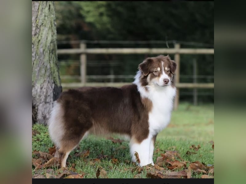 Miniature Australien Shepherd