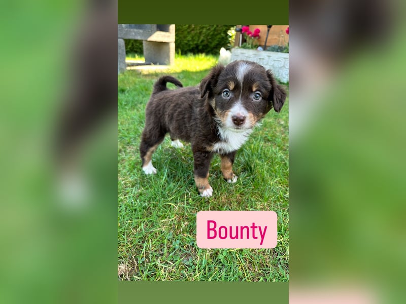 Hündin Bounty