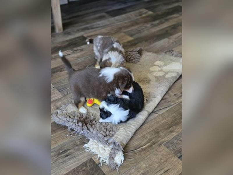 Mini Aussie Babys / Mini American Shepherds aus Liebevoller Aufzucht