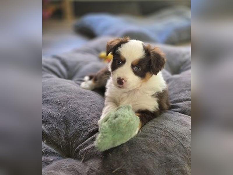 Mini Aussie Babys / Mini American Shepherds aus Liebevoller Aufzucht