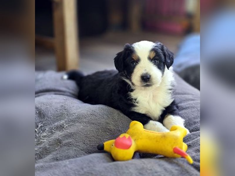Mini Aussie Babys / Mini American Shepherds aus Liebevoller Aufzucht
