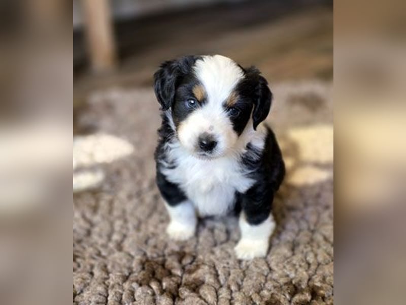 Mini Aussie Babys / Mini American Shepherds aus Liebevoller Aufzucht