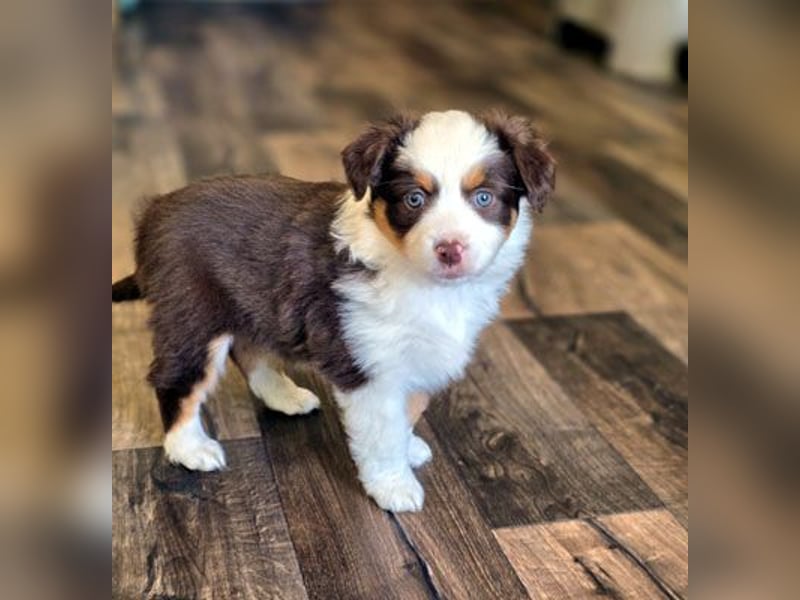 Mini Aussie Babys / Mini American Shepherds aus Liebevoller Aufzucht