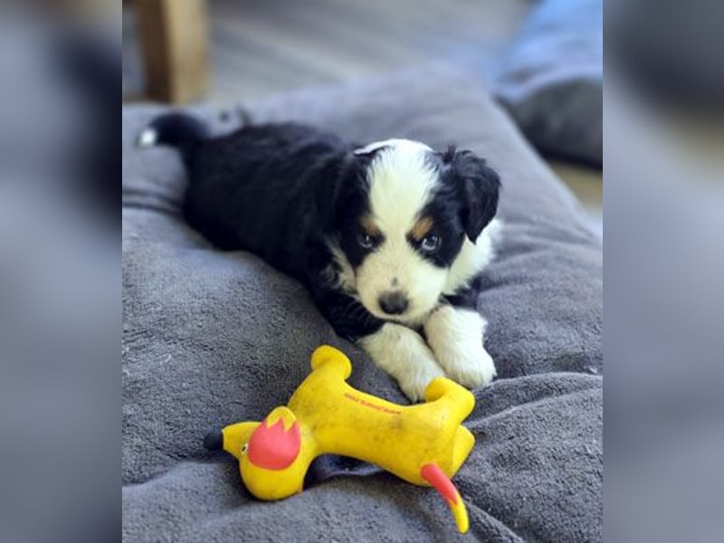Mini Aussie Babys / Mini American Shepherds aus Liebevoller Aufzucht