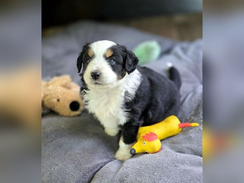 Mini Aussie Babys / Mini American Shepherds aus Liebevoller Aufzucht