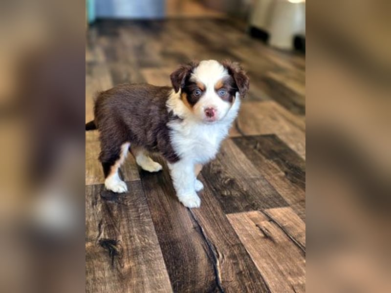Mini Aussie Babys / Mini American Shepherds aus Liebevoller Aufzucht