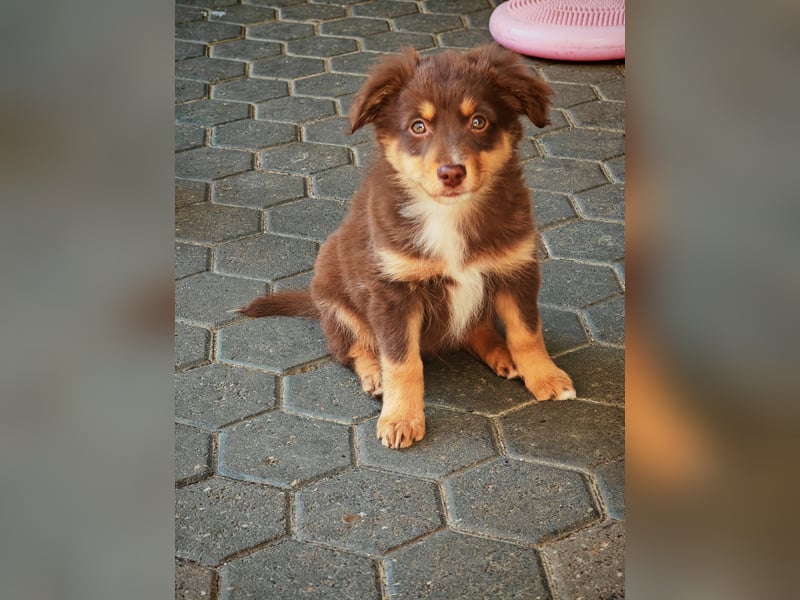 Mini Australian Shepherd Welpen