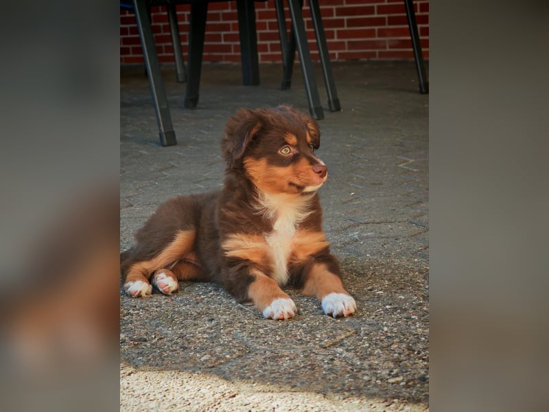 Mini Australian Shepherd Welpen