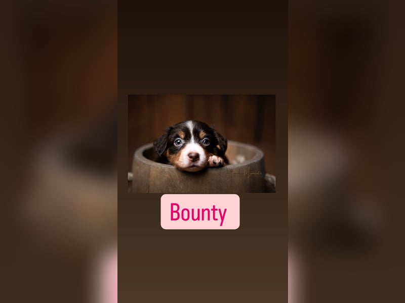 Mini Australian Shepherd Welpen