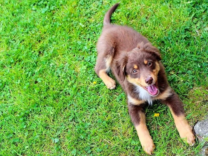 Mini Australian Shepherd Welpen