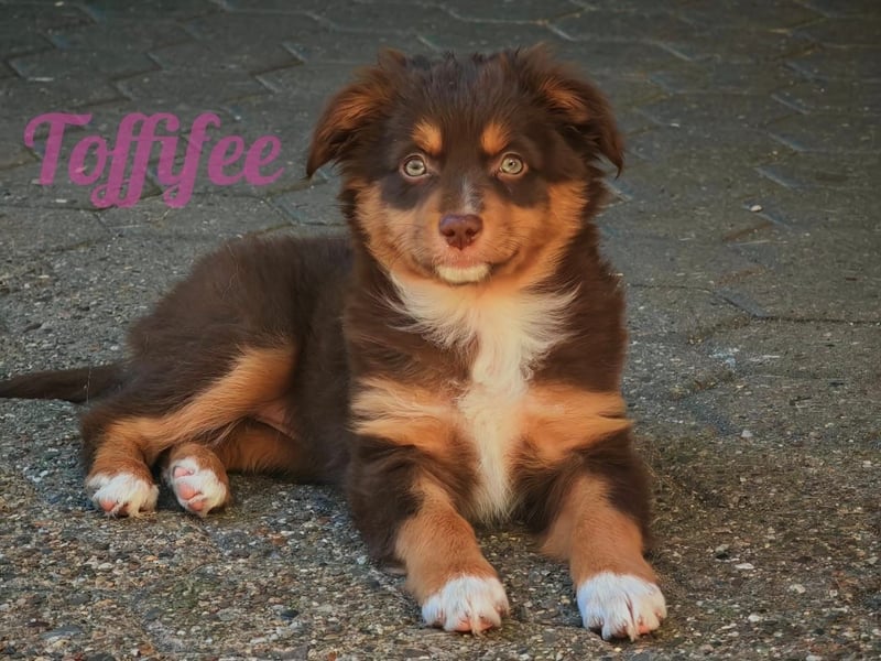 Mini Australian Shepherd Welpen