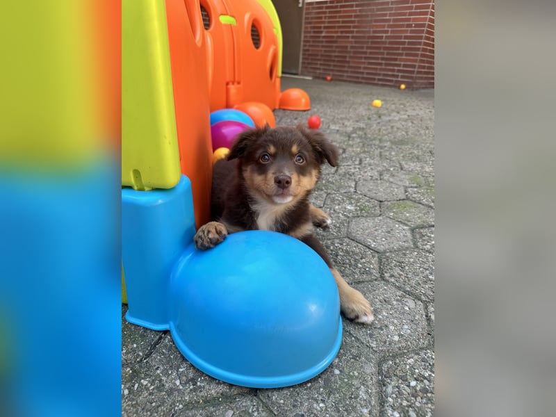 Mini Australian Shepherd Welpen