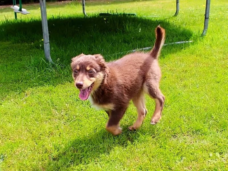 Mini Australian Shepherd Welpen
