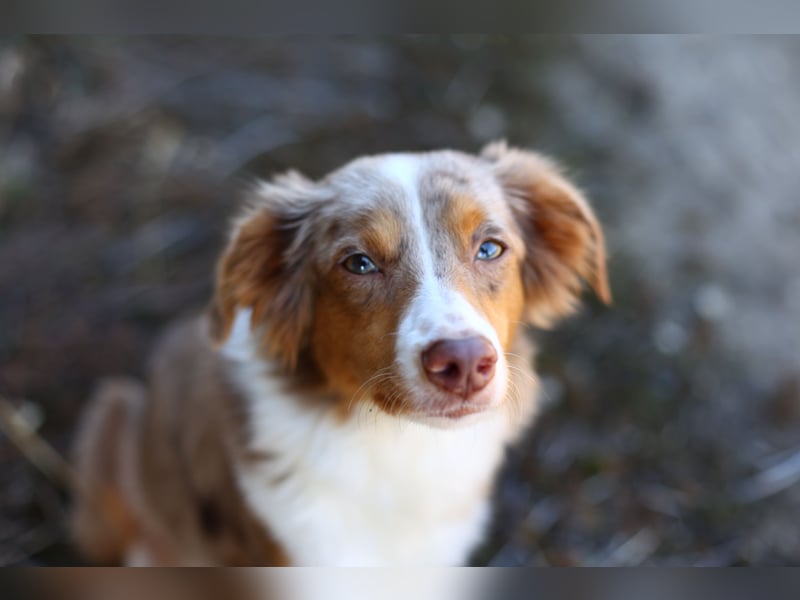 Mini Australian Shepherd Welpen