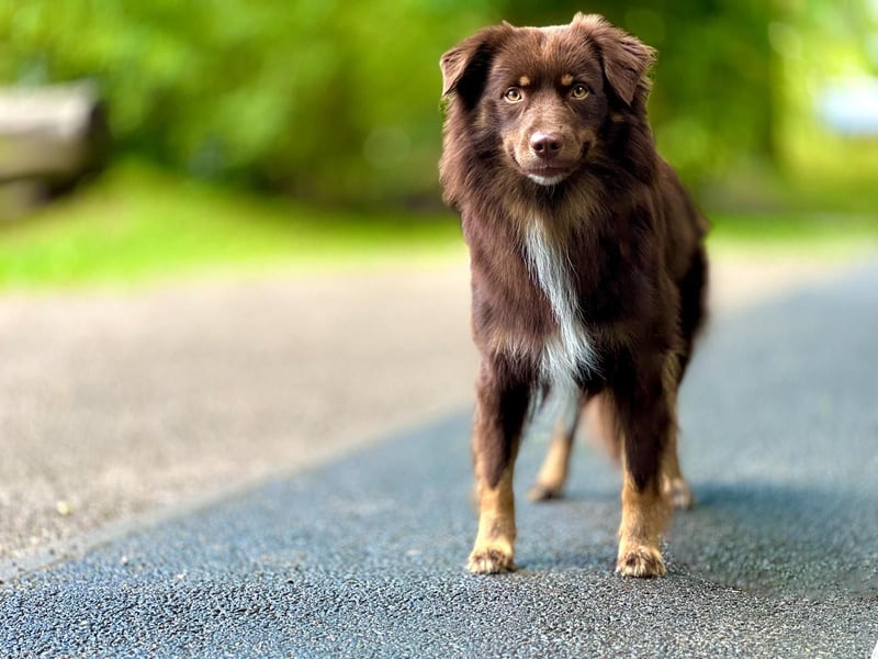 Mini Australian Shepherd Welpen