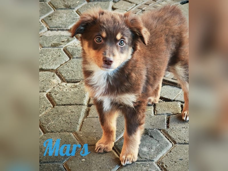 Mini Australian Shepherd Welpen