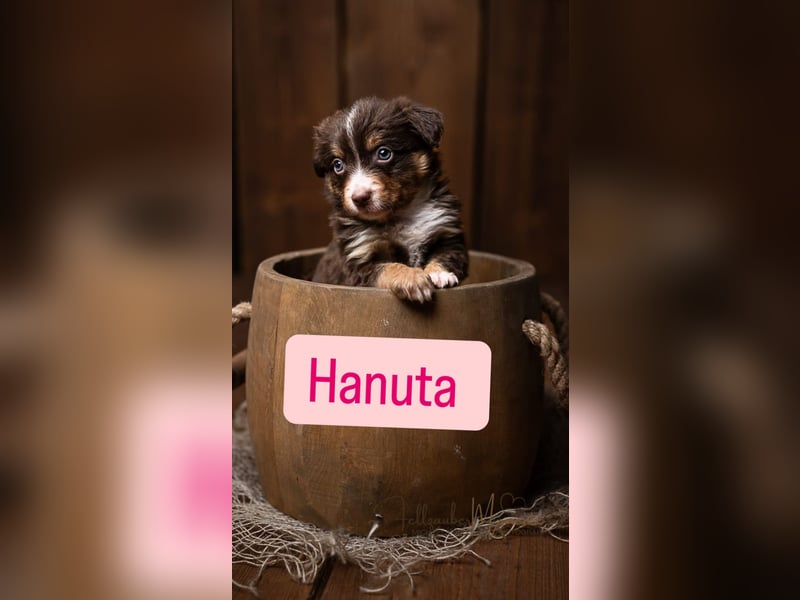 Mini Australian Shepherd Welpen