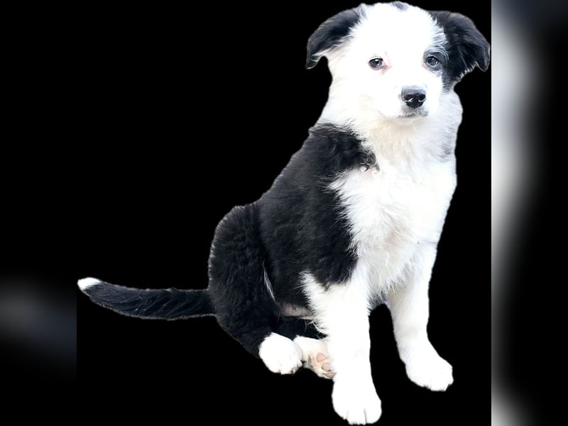 Miniature Australian Shepherd ASDR